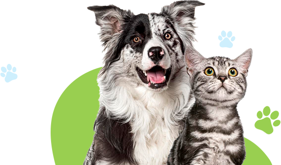 Chien et chat ensemble